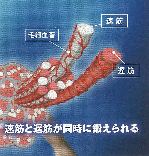 速筋と遅筋が同時に鍛えられる