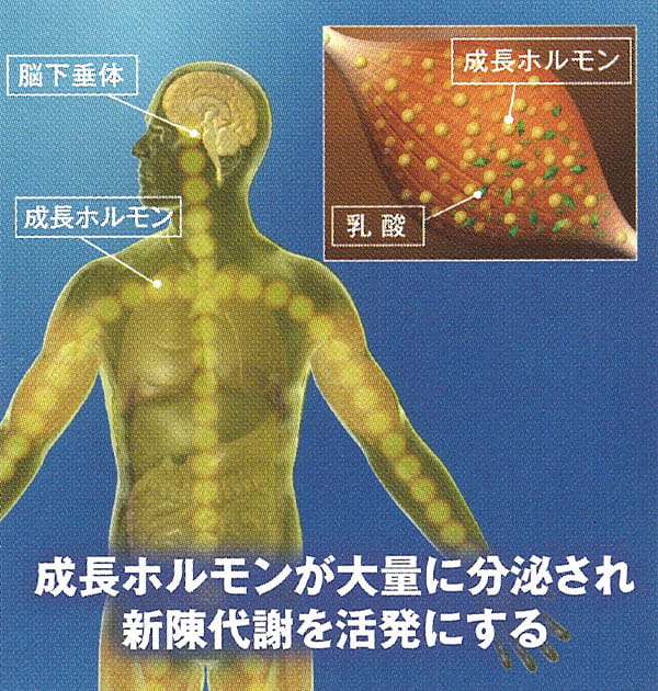 成長ホルモンが大量に分泌され新陳代謝を活発にする