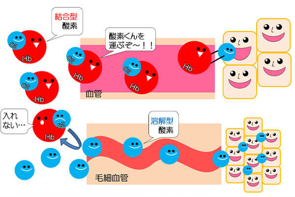 結合型酸素と溶解型酸素の説明