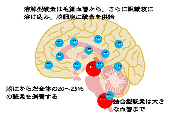 脳細胞イメージ